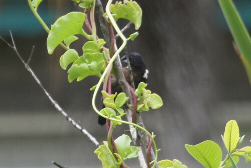 Magpie Mannikin (Spermestes fringilloides), photo 10
