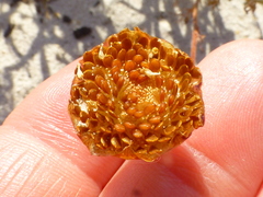 Cotula duckittiae