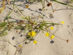 Cotula duckittiae