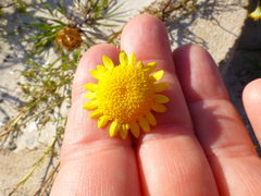 Cotula duckittiae
