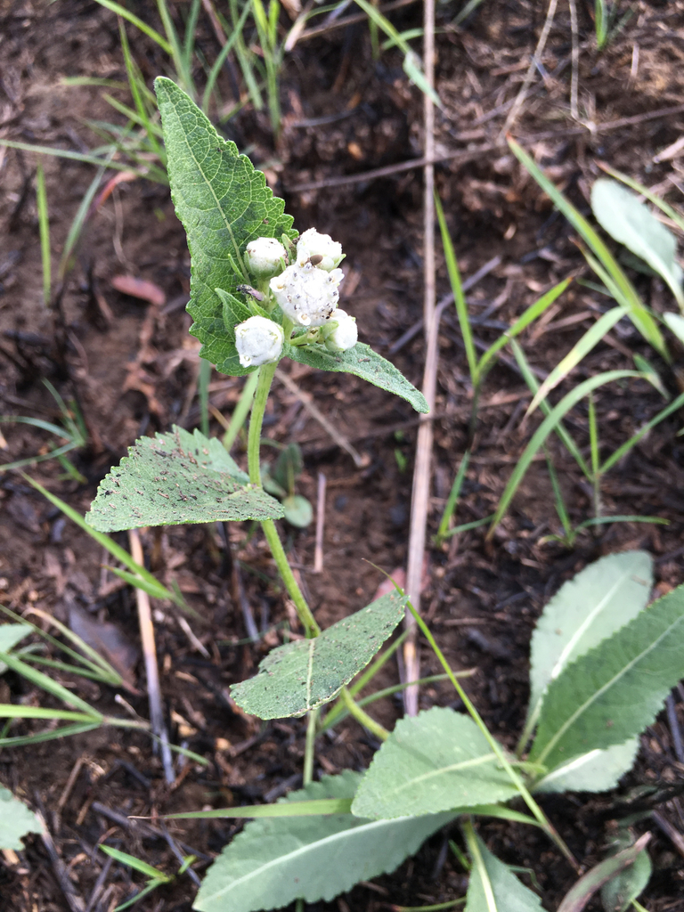 wild quinine (LNPS) · iNaturalist