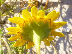 Cotula duckittiae