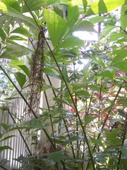 Caryota monostachya