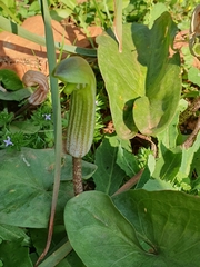 Mehdi Chetibi, CC BY, iNaturalist via GBIF Arisarum vulgare, photograph Mehdi Chetibi, CC BY, iNaturalist via GBIF
