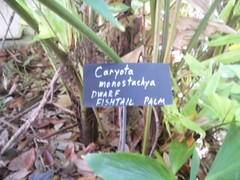 Caryota monostachya