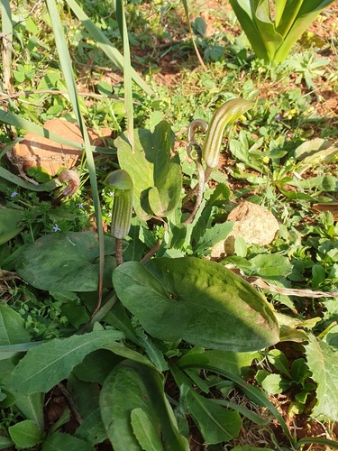 Arisarum vulgare, photograph 4