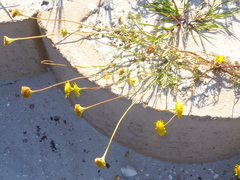 Cotula duckittiae