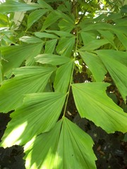 Caryota monostachya