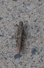 Dissosteira carolina