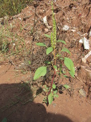 Amaranthus palmeri