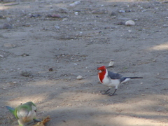 Paroaria coronata