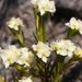 Lachnaea densiflora - Photo (c) Campbell Fleming,  זכויות יוצרים חלקיות (CC BY-NC), הועלה על ידי Campbell Fleming