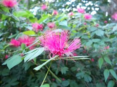 Calliandra tergemina emarginata