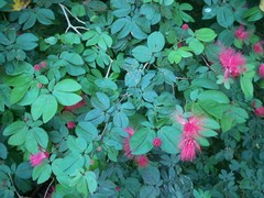 Calliandra tergemina emarginata