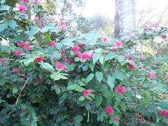 Calliandra tergemina emarginata