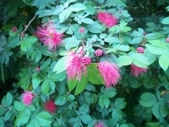 Calliandra tergemina emarginata