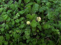 Leptinella squalida squalida