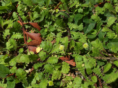 Leptinella squalida squalida