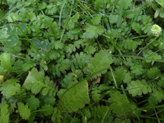 Leptinella squalida squalida