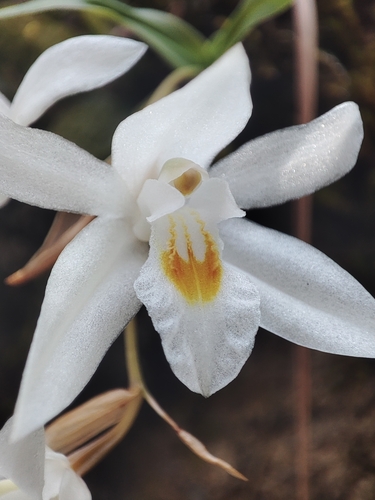 Coelogyne nervosa, photograph 1