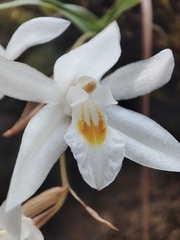 Coelogyne nervosa