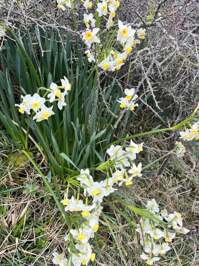 Bunch-flowered Daffodil from Predannack Downs Nature Reserve, Helston