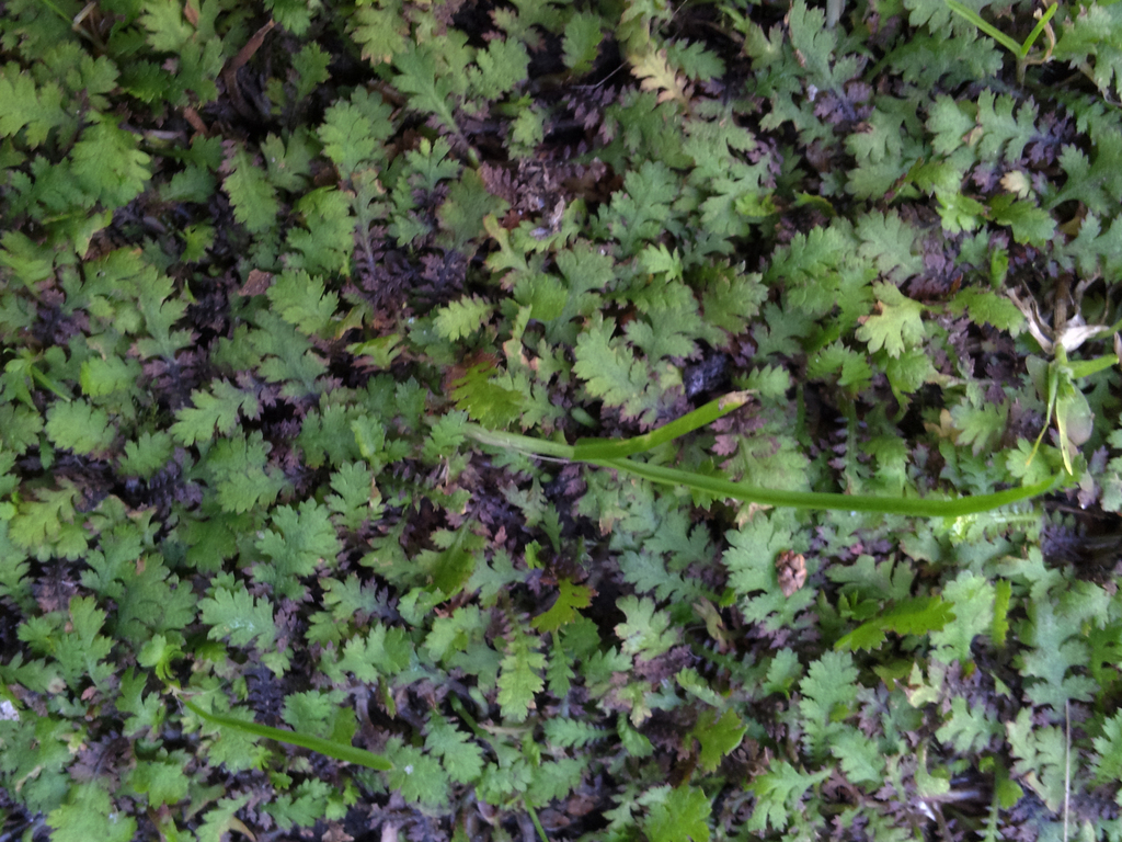 Leptinella dispersa