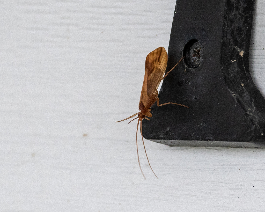 Chocolateandcream Sedge from Yarmouth, NS, Canada on September 04