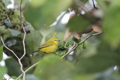 Zosterops senegalensis