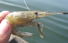 Macrobrachium rosenbergii