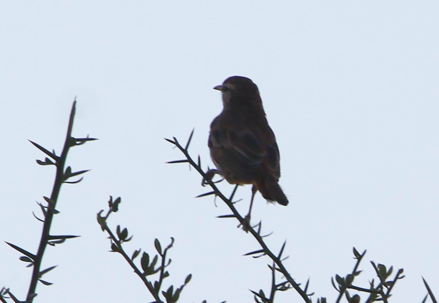 Rufous-tailed Scrub Robin
