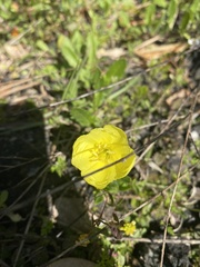 Oenothera humifusa image