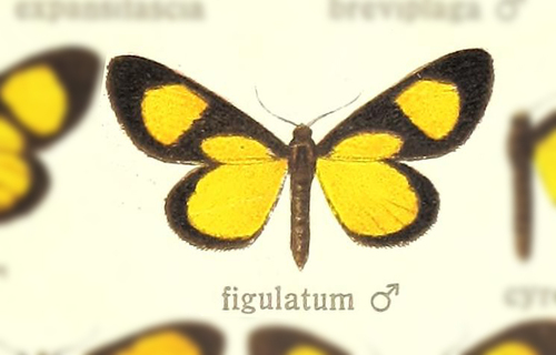 Atyriodes figulatum
