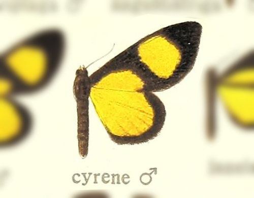 Atyriodes cyrene
