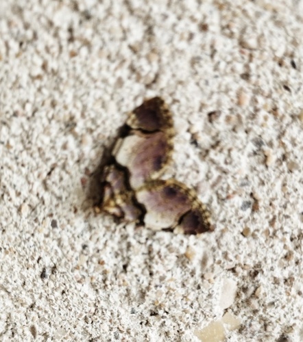 Anticlea derivata