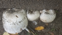 Fungi