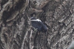 Melaniparus guineensis