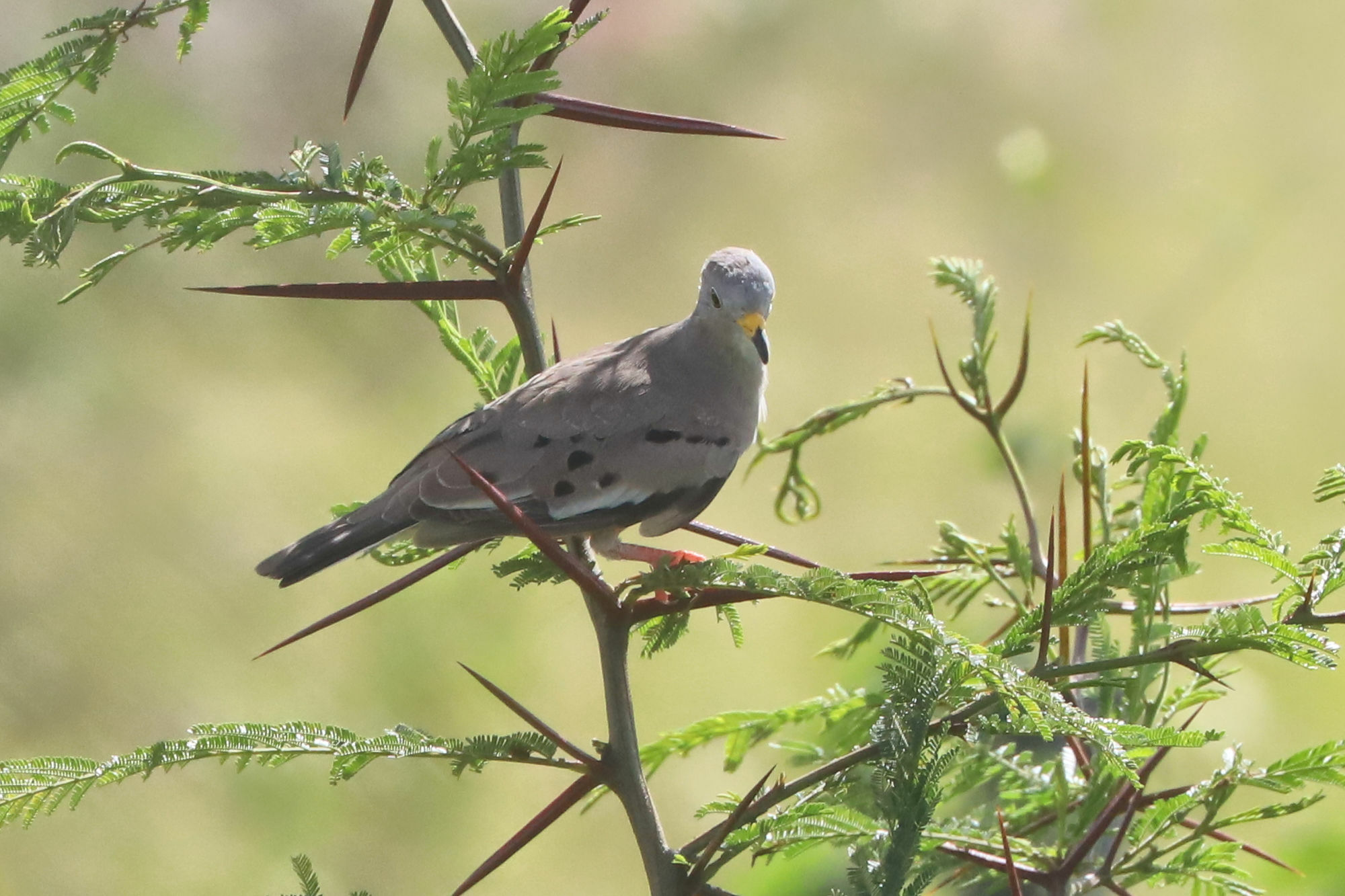 Columbidae image