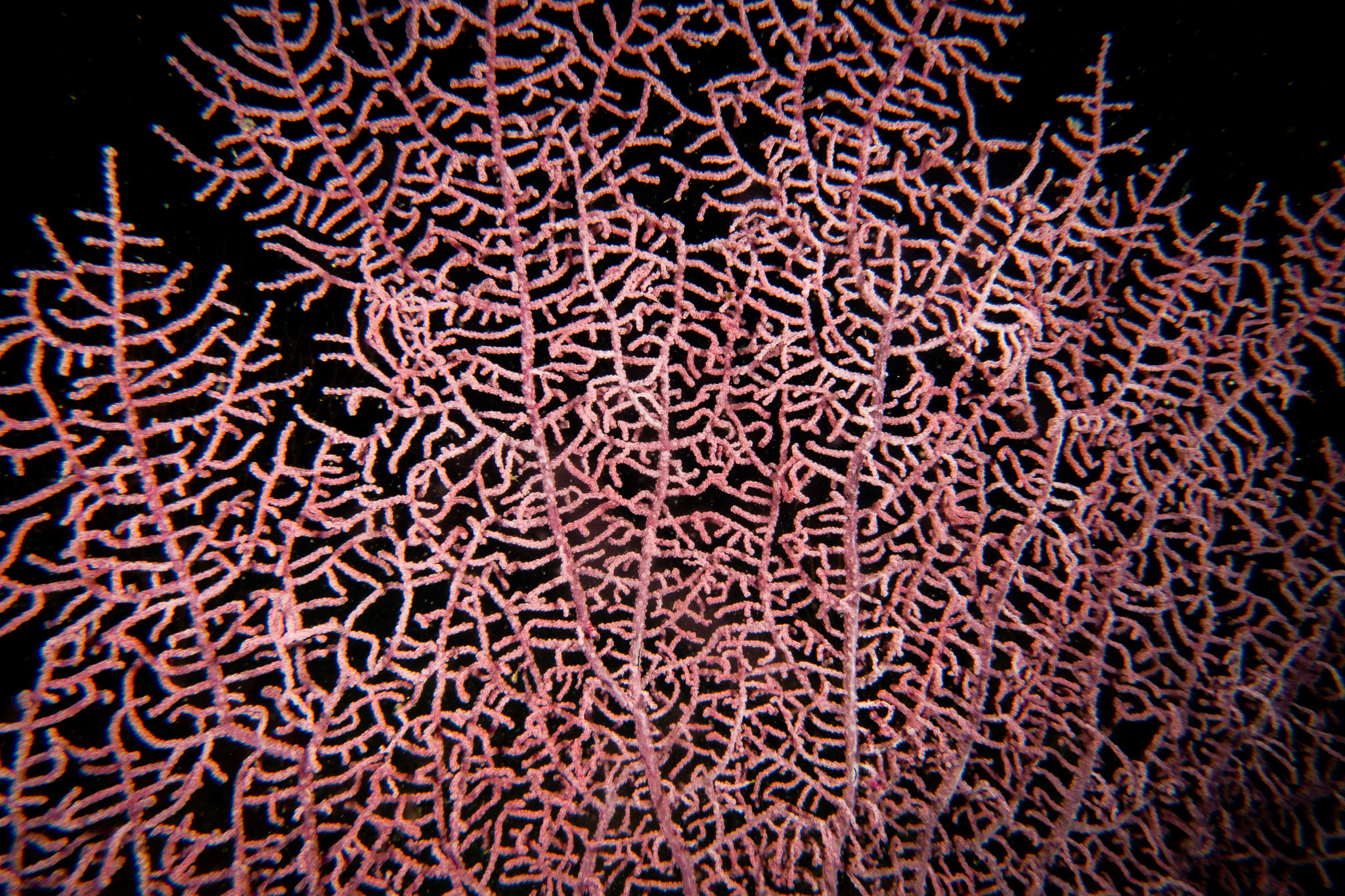 Muricella plectana Grasshoff, 1999