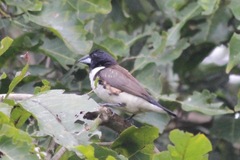 Spermestes fringilloides