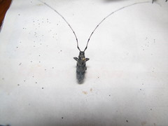 Acanthocinus obliquus