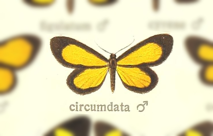 Atyria circumdata