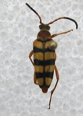 Stenostrophia tribalteata