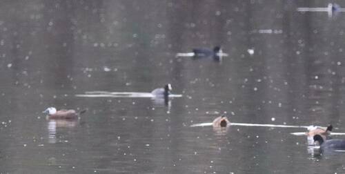 White-headed Duck