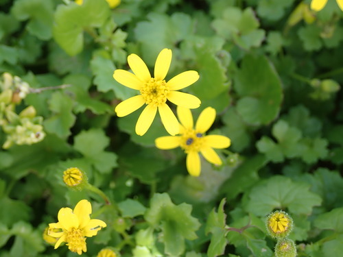 Image of Cineraria angulosa by no rights reserved