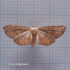 Picrostomastis subrosealis