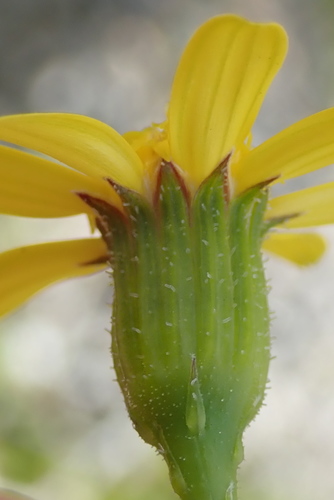 Image of Cineraria angulosa by no rights reserved