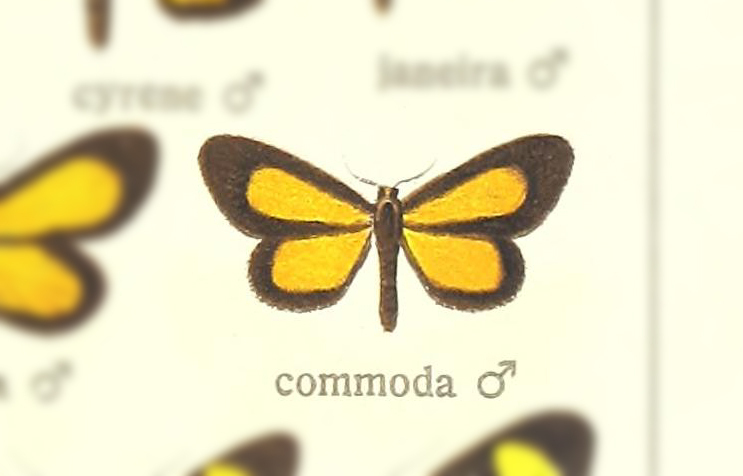 Atyria commoda