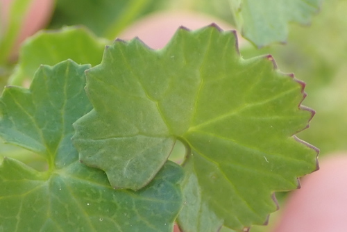 Image of Cineraria angulosa by no rights reserved