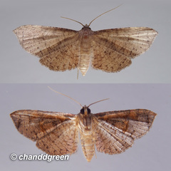 Picrostomastis subrosealis